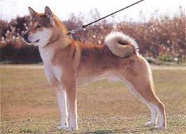 �����Ƒ��Ɍ}����O��